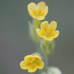 Wiesen-Schlüsselblume